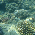 DSC00755