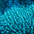 DSC00776