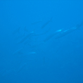 DSC00903