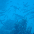 DSC00906