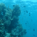 DSC00911