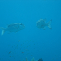 DSC00917
