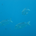 DSC00918