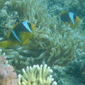 DSC00941