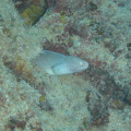 DSC01253
