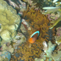 DSC02763