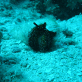 DSC03100