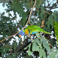 DSC03534