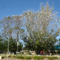 DSC03594