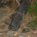 DSC03929