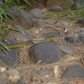 DSC03931