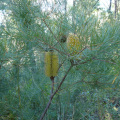 DSC04437
