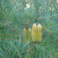 DSC04440