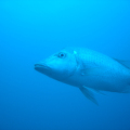 DSC05109