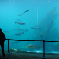 DSC09006