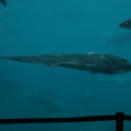 DSC09008