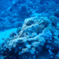 20061114152908