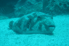 2007-04-16 Marsa Alam