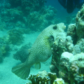 DSC00445