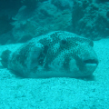 DSC00450