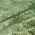 DSC00504