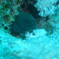 DSC00522