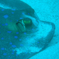 DSC00529