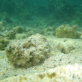 DSC00594