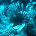 DSC00619