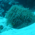 DSC00631