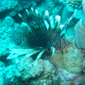 DSC00690