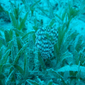DSC00748