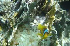 2007-11-05 MarsaAlam