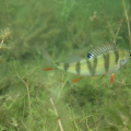 20090719151448-IMG_4586