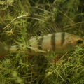 20090821225157-IMG_4799
