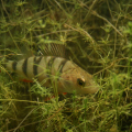 20090821225244-IMG_4805