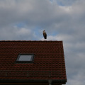 20100730193848-img_8944
