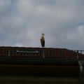 20100730193905-img_8946