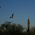 20120413192634-img_2179
