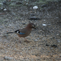 20141227115612-IMG_5625