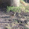 20150201125633-IMG_4438