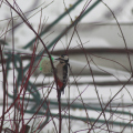 20160123141510-IMG_9736