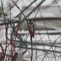 20160123141513-IMG_9737