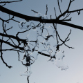 20160128173534-IMG_9754