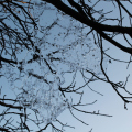 20160128173540-IMG_9755