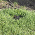 20160227154403-IMG_0016