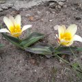 20160404172655-2016-04-04-2886