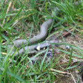 20160405180811-IMG_0312