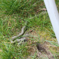 20160405180851-IMG_0313