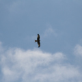 20160626172711-IMG_7264